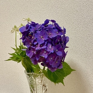 7月の色 咲初小藤 カラー